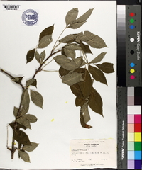 Staphylea trifolia image