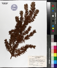 Taxus canadensis image