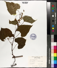 Vitis baileyana image