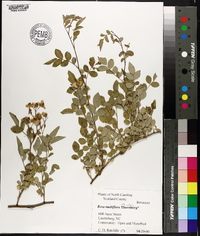 Rosa multiflora image