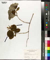 Lonicera flava image