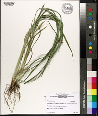 Panicum dichotomiflorum var. puritanorum image