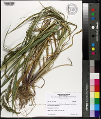 Echinochloa muricata var. microstachya image