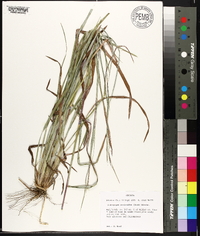 Andropogon stolonifer image