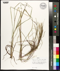 Andropogon stolonifer image