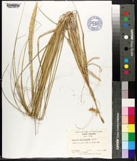 Ammophila breviligulata image