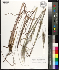 Andropogon capillipes image