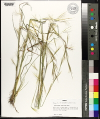 Andropogon capillipes image