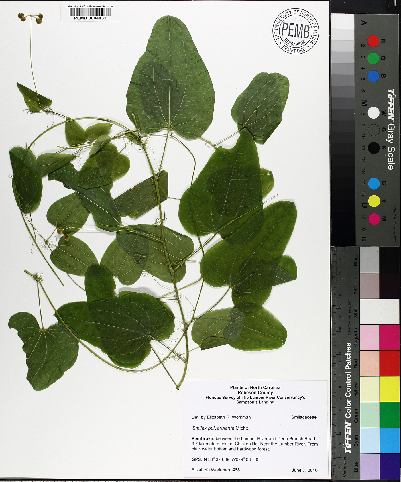 Smilax pulverulenta image