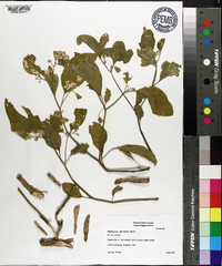 Physalis walteri image