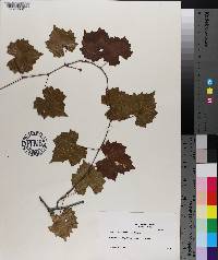 Vitis rotundifolia image