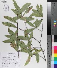 Quercus laurifolia image