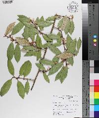 Elaeagnus pungens image