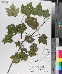 Acer rubrum var. rubrum image