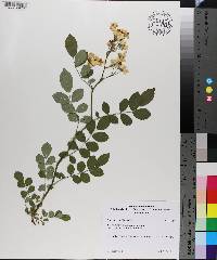 Rosa multiflora image