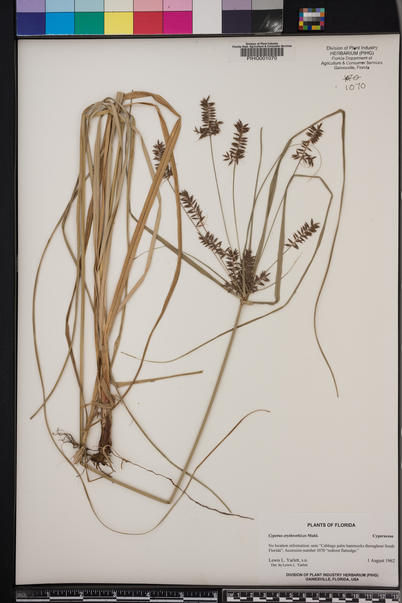 Cyperus tetragonus image