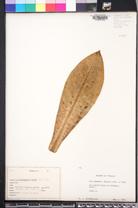 Philodendron tweedieanum image