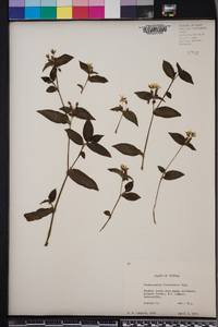 Tradescantia fluminensis image