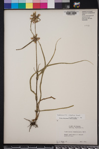 Tradescantia roseolens image