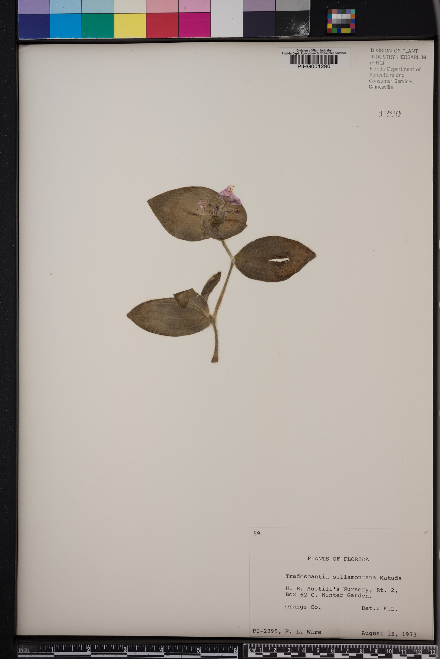 Tradescantia sillamontana image