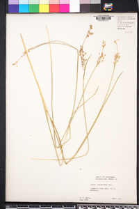 Juncus longistylis image