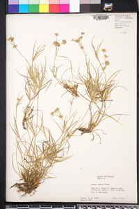 Juncus repens image