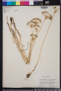 Allium canadense var. fraseri image