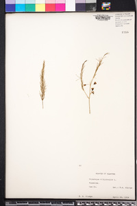 Asparagus officinalis image