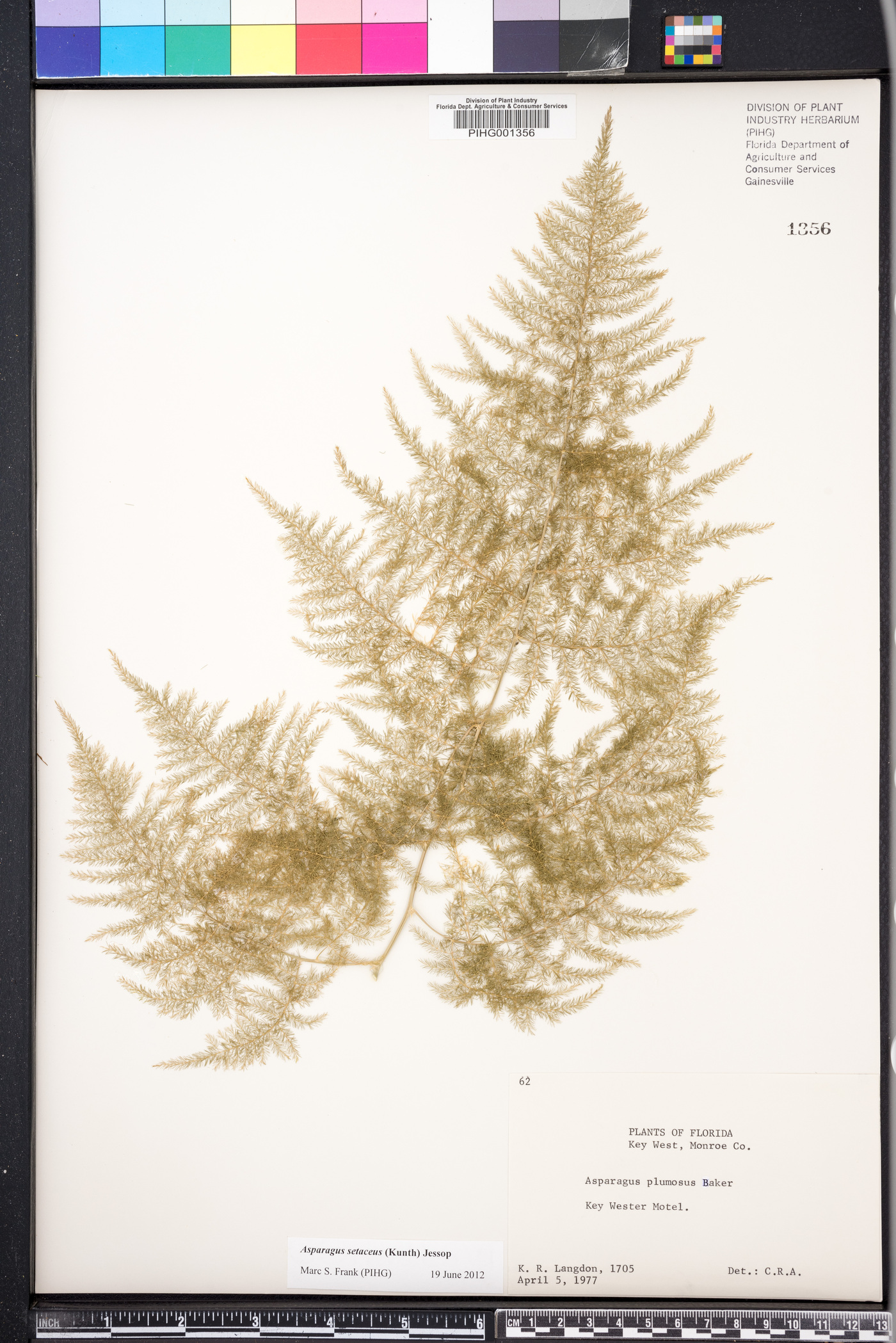 Asparagus plumosus image