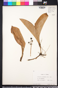 Clintonia borealis image