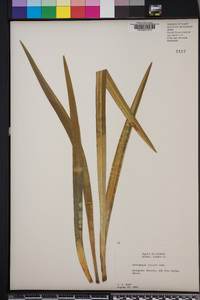 Ophiopogon jaburan image