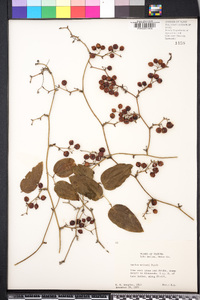 Smilax walteri image