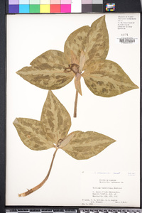 Trillium underwoodii image