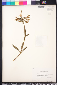 Alstroemeria haemantha image