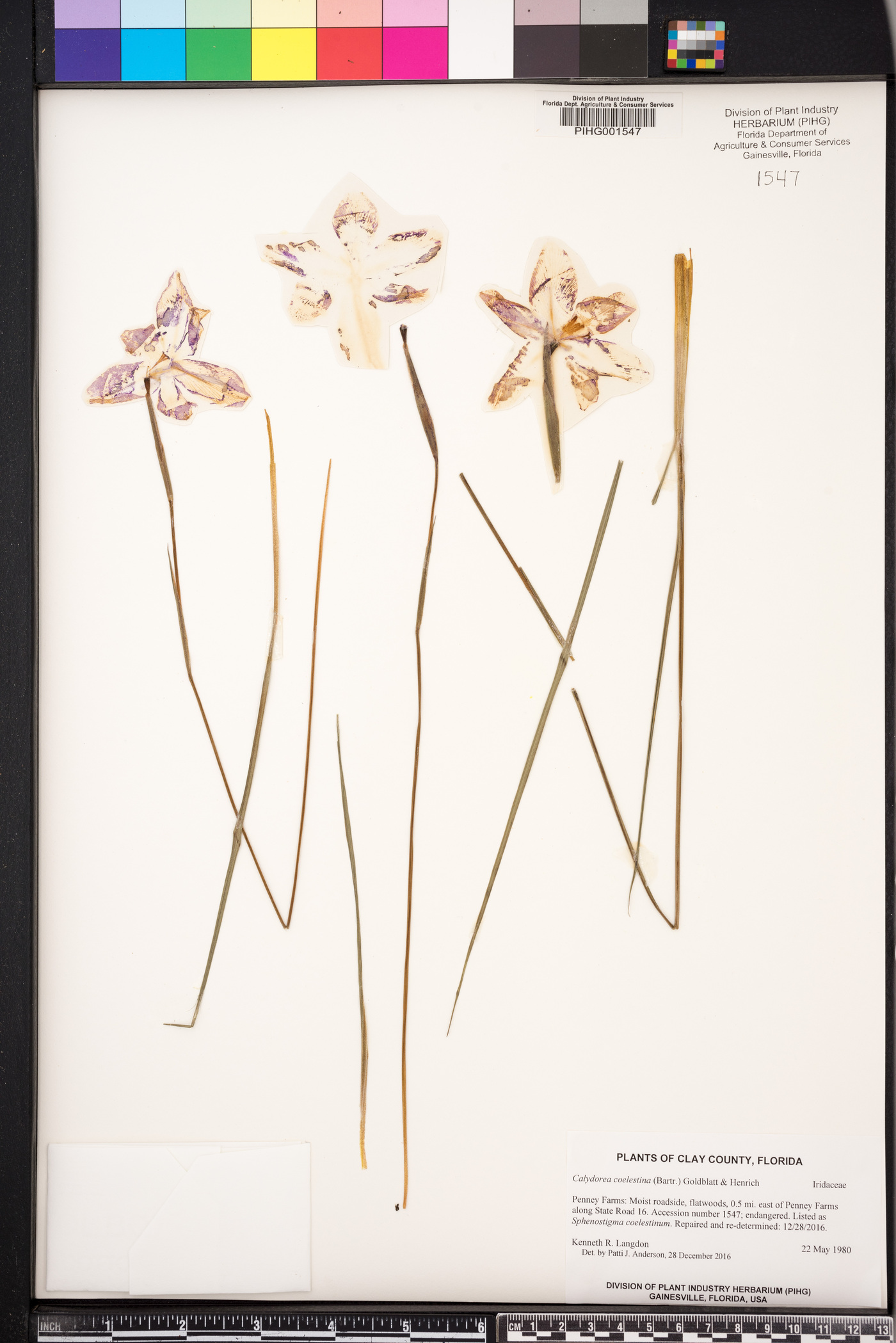 Calydorea image