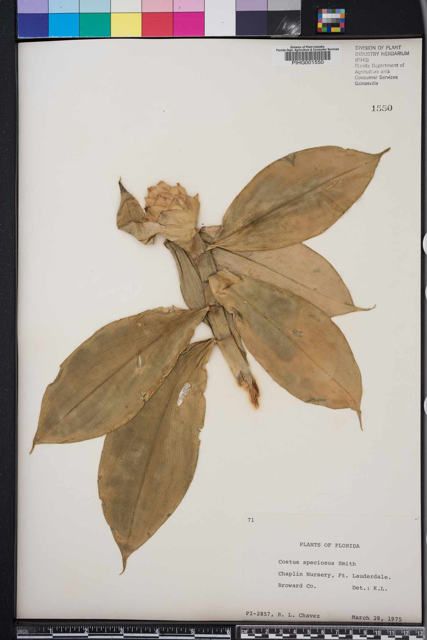 Costus speciosus image