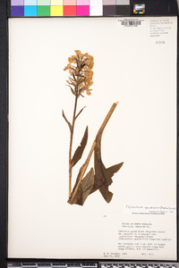 Platanthera grandiflora image