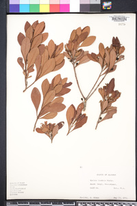 Myrica inodora image