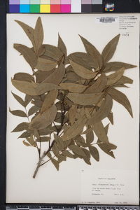 Carya illinoinensis image