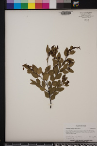 Nothofagus dombeyi image