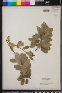 Quercus douglasii image