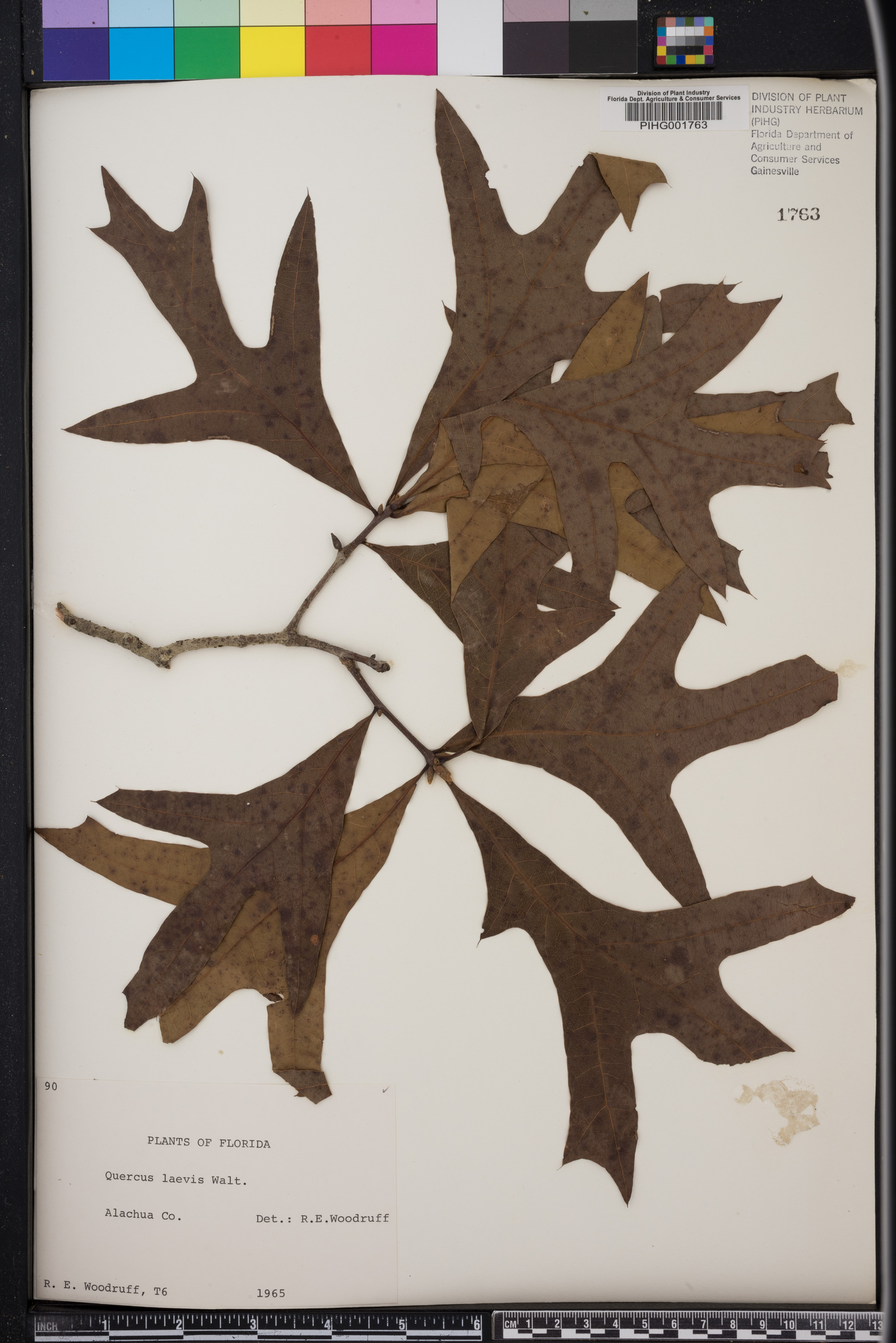 Quercus laevis image