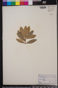 Quercus laurifolia image