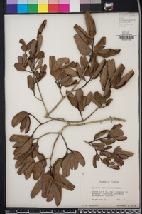 Quercus myrtifolia image