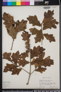 Quercus margaretta image