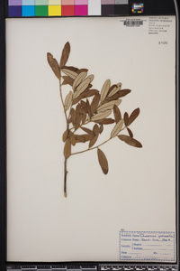 Quercus geminata image