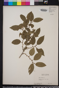 Ulmus pumila image