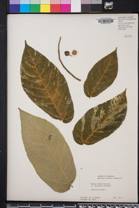 Ficus aspera image