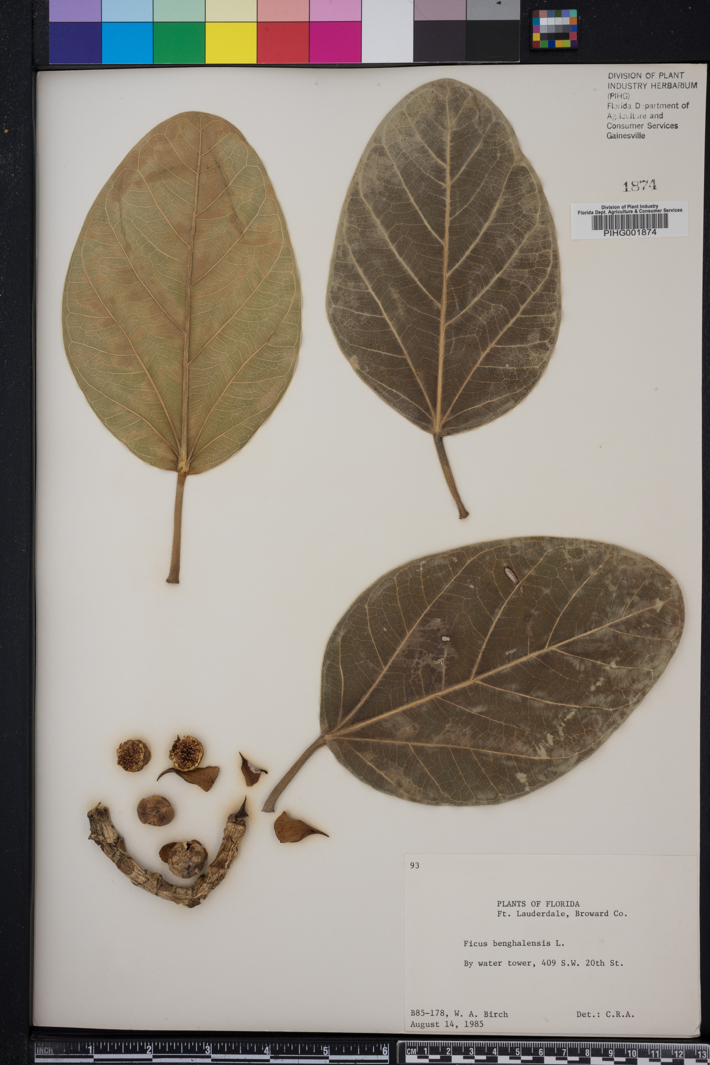 Ficus benghalensis image