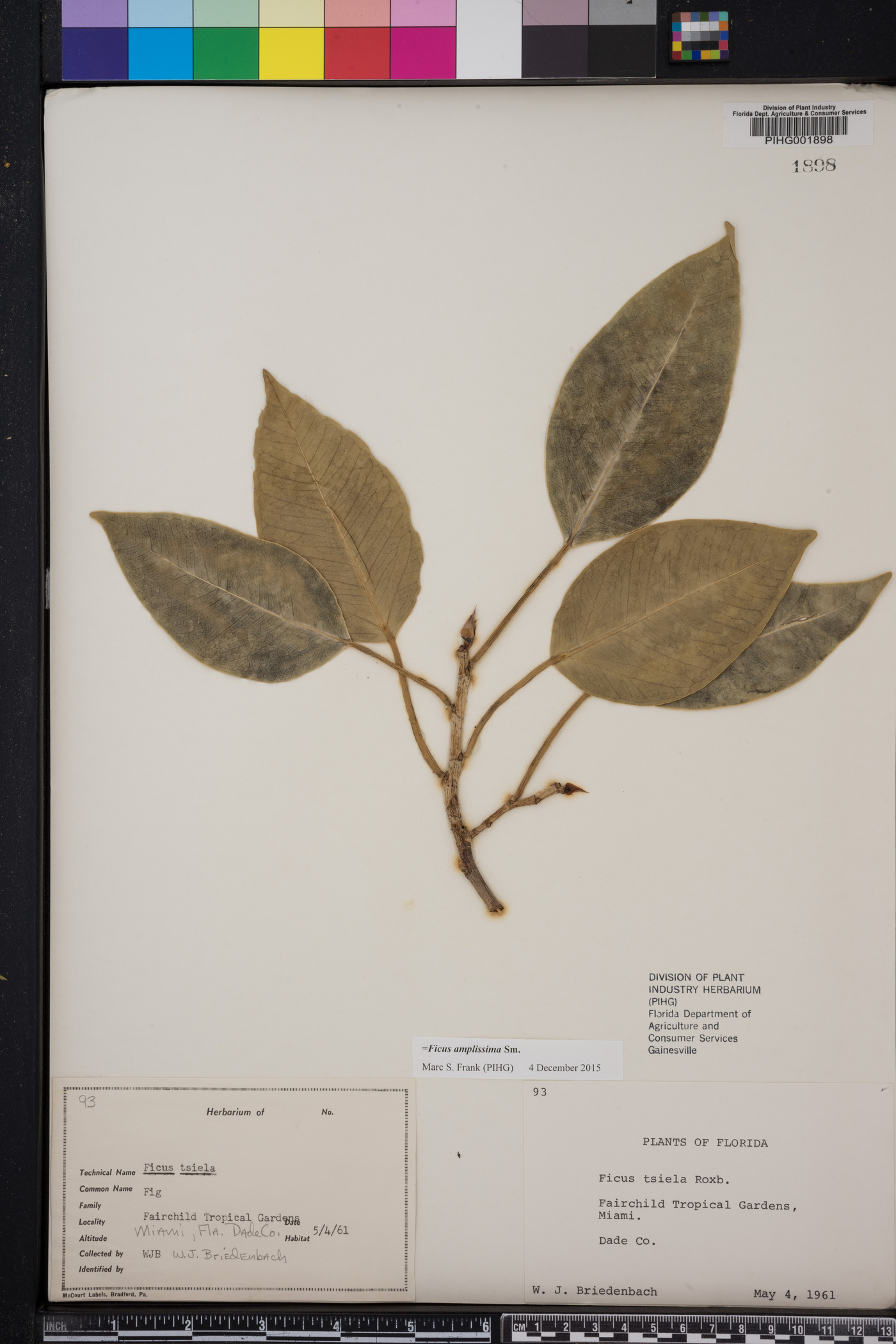 Ficus amplissima image